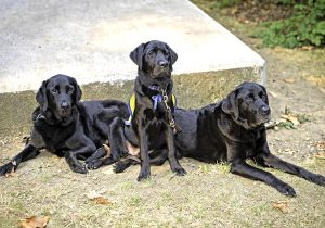 Service Animal Walk-A-Thon Memorial Day Fundraiser for Booster Clubs