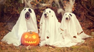 Fun Halloween Dog Photo Fundraiser Planned in advance