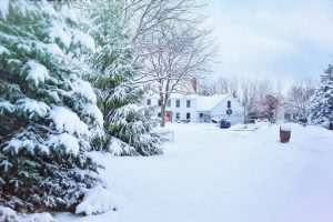 Christmas Tree Farm