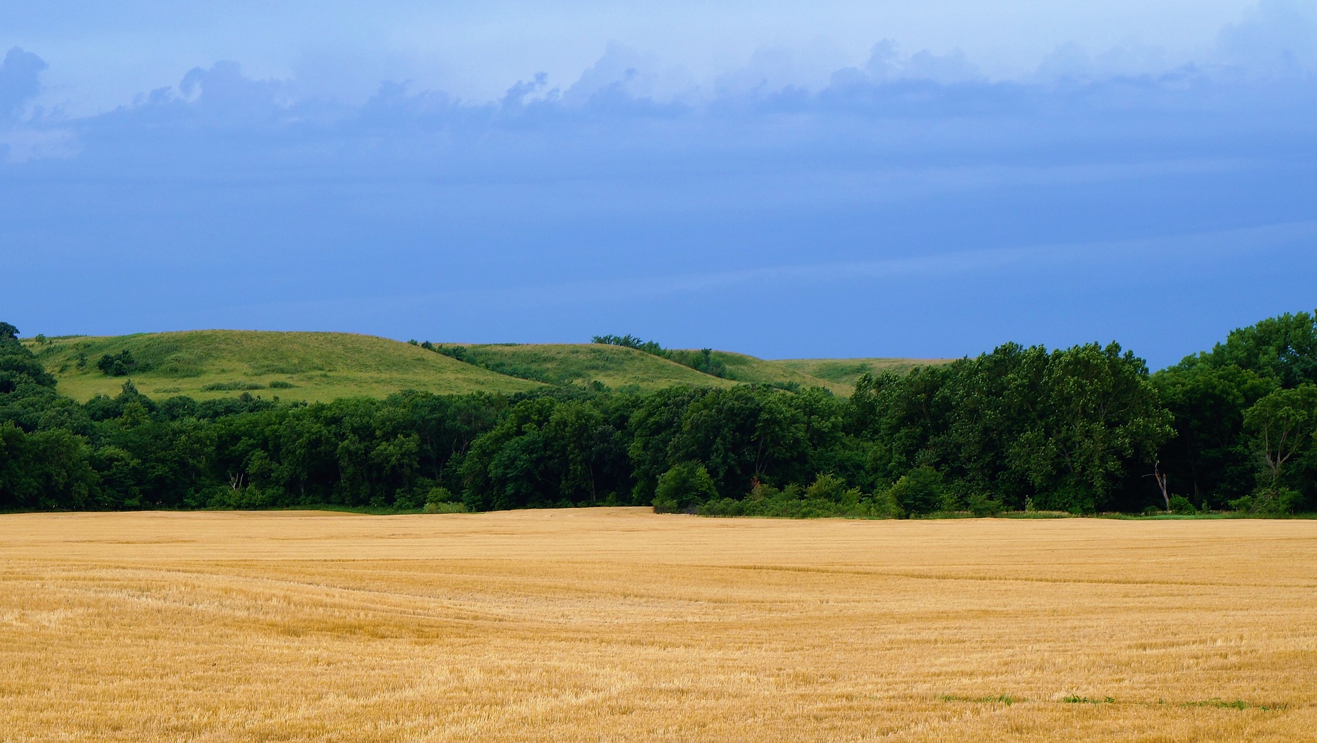 Kansas Wheat Field