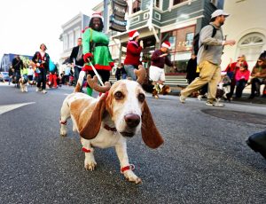 Dog with Antlers during Reindeer Run