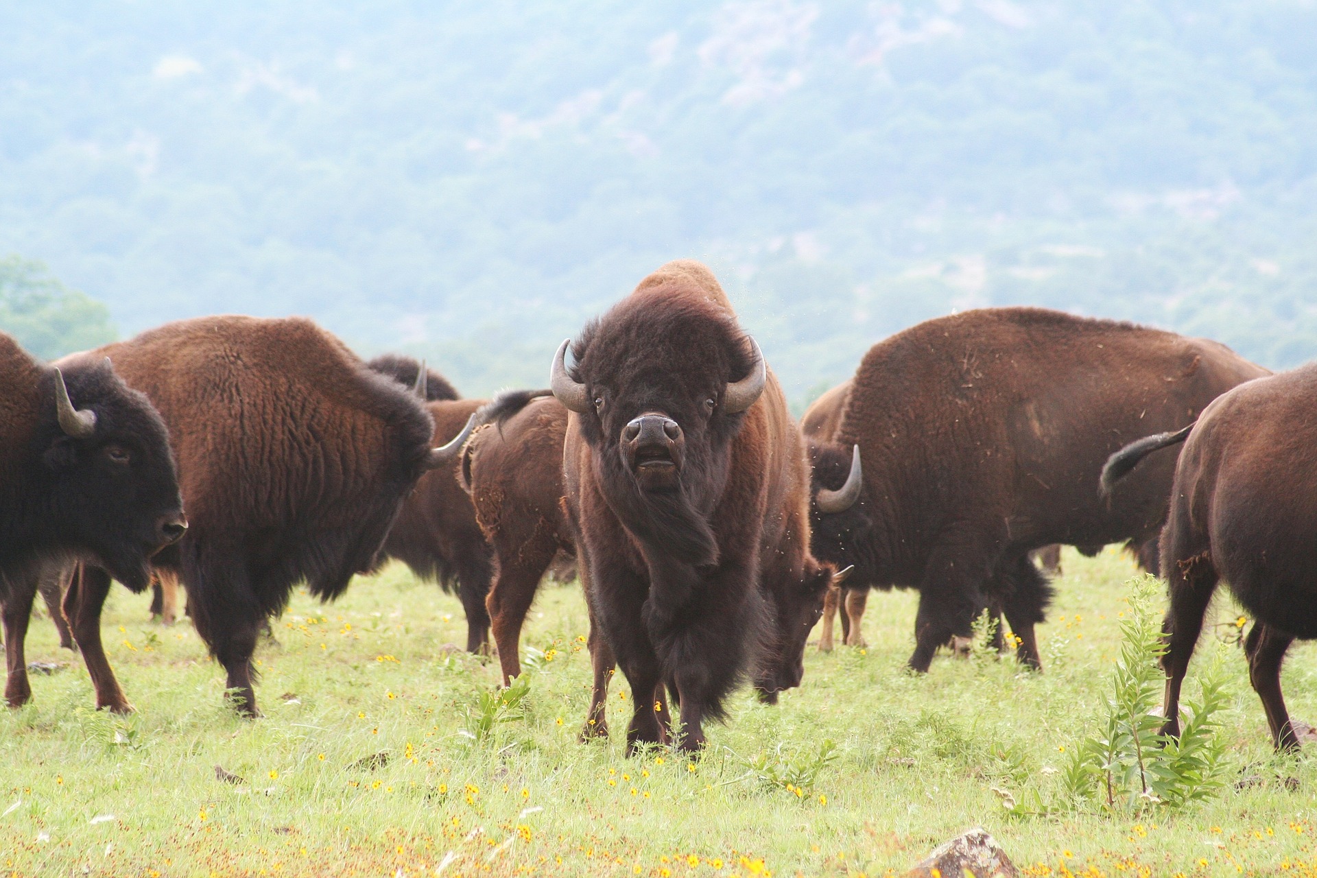 Buffalo in Oklahoma