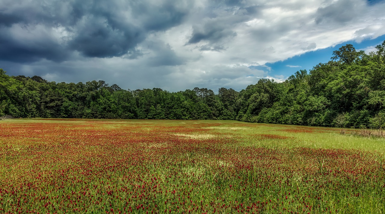 Mississippi panorama field