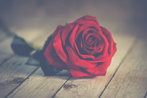 Red rose is traditionally given on Valentines Day