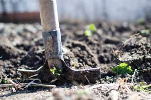 Booster Club Sponsored School Garden Spring Fundraiser