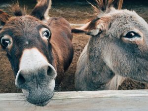 Donkeys in a pen cared for by a local school 4H club