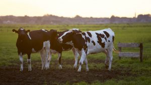 4H Club milking cows on a pasture