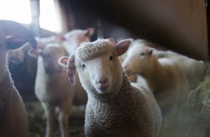 Sheep from a 4H club getting ready to show at the fair