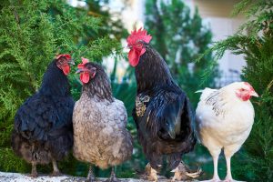 4H Club raised chickens and roosters