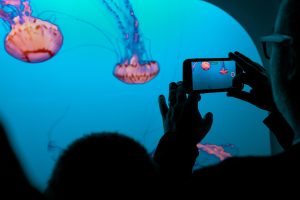 Creating a booster club Instagram Reel at an Aquarium.