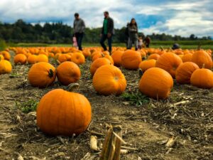 Hold a pumpkins sale for your booster club halloween fundraiser.